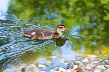Küken der Mandarinente (Aix galericulata) schwimmt in Teich, Ostharz, Sachsen-Anhalt, Deutschland,...