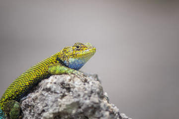 Lagartija bicolor