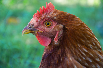 Hens feed on the traditional rural barnyard at sunny day. Detail of hen head. Chickens sitting in henhouse. Close up of chicken standing on barn yard with the chicken coop. Free range poultry farming