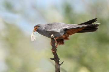 Red-footed falcon with prey on the branch