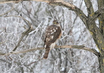 Sparrowhawk sits on the branch in winter forest.