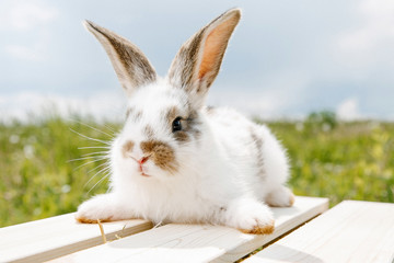 Little rabbit, black and white suit, a bunny eating a green grass, a pet in a wooden box.