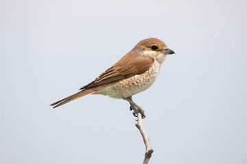 Close up detailed portrait of female red backed shrike on the sky background.