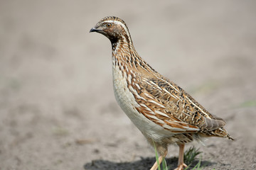 The common quail (Coturnix coturnix) or European quail extra close up portrait. The identifications...