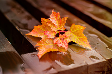Autumn leaves on wet wooden bench. Fall concept