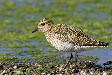 Very close photo of golden plover in winter plumage.