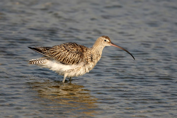 Portrait of the curlew in soft evening light.
