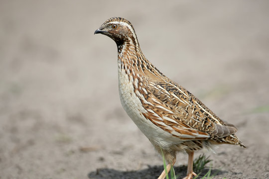 The common quail (Coturnix coturnix) or European quail extra close up portrait. The identifications signs of the bird and the structure of the feathers are clearly visible..