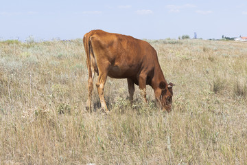 Brown cow grazing on the background of a village in the Crimea, Russia