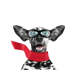 Cute dalmatian dog flying with his ears like a superhero. Isolated on white