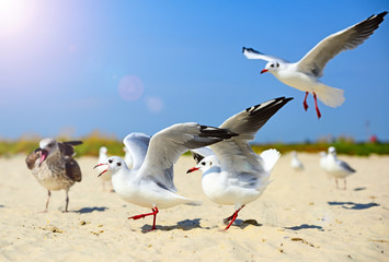 Fototapeta premium Sea gulls walk and wave their wings