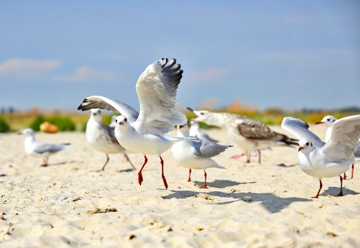 flock of sea gulls on the sandy shore