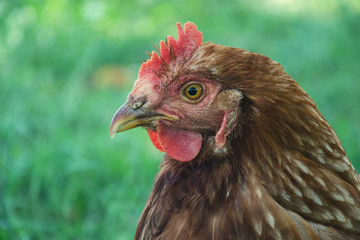 Hens feed on the traditional rural barnyard at sunny day. Detail of hen head. Chickens sitting in henhouse. Close up of chicken standing on barn yard with the chicken coop. Free range poultry farming