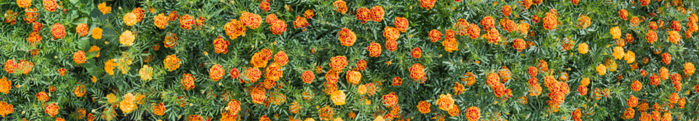 Panoramabild einer Hecke mit schmal blättrigen Studentenblumen, Tagetes erecta.