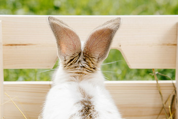 Little rabbit, black and white suit, a bunny eating a green grass, a pet in a wooden box.