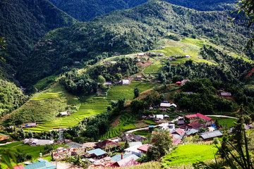 bright green rice fields during summer around Cat Cat village, Sa Pa, Lao Cai, Vietnam