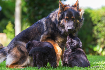 adult Old German Shepherd dog with puppies