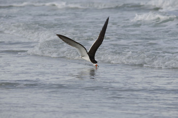Black Skimmer