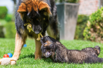 adult Old German Shepherd dog plays with a puppies on the lawn