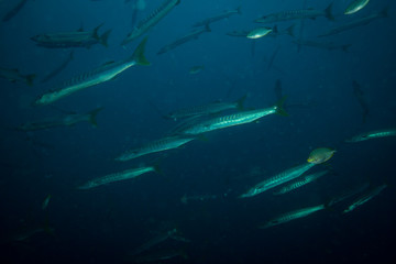 Naklejka premium Barracudas
