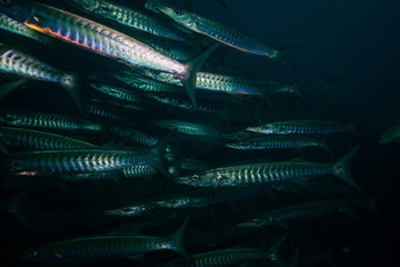 Barracudas