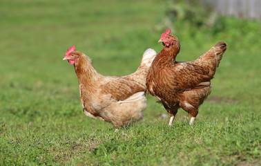 Brown hen. chicken farm. Homemade poultry. Rustic look.