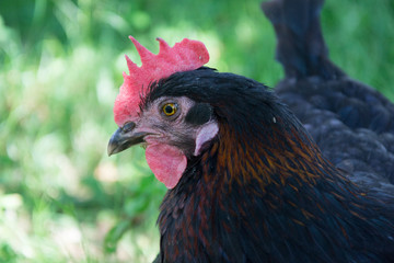Hens feed on the traditional rural barnyard at sunny day. Detail of hen head. Chickens sitting in henhouse. Close up of chicken standing on barn yard with the chicken coop. Free range poultry farming