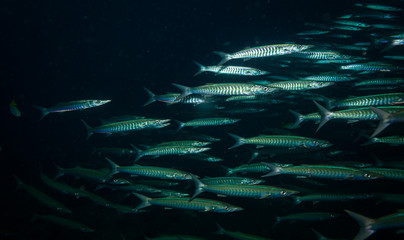 Barracudas