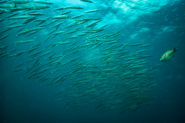 Barracudas