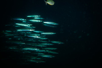 Barracudas