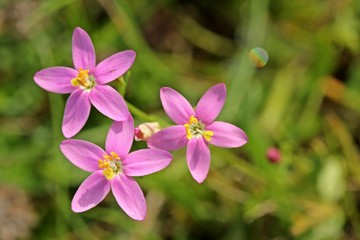 Echtes Tausendgüldenkraut (Centaurium erythraea) 
