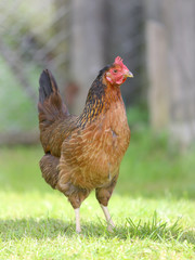 Brown hen. chicken farm. Homemade poultry. Rustic look.