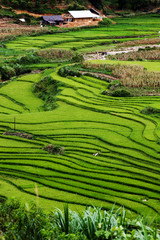 green paddy fields around Ma Tra village in the summer, Sa Pa, Vietnam