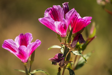 Fototapeta premium Blooming pink flowers