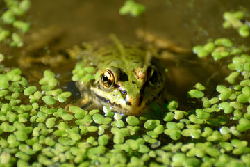 Grenouille eau