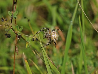Gartenkreuzspinne (Araneus diadematus) beim Netzbau