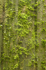 wood with moss