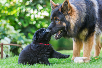 adult Old German Shepherd dog plays with a puppy