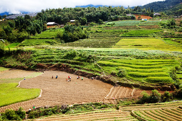 green paddy fields around Ma Tra village in the summer, Sa Pa, Vietnam