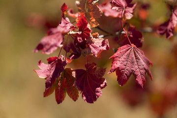 Red autumn leaves