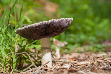Pilz auf Waldboden