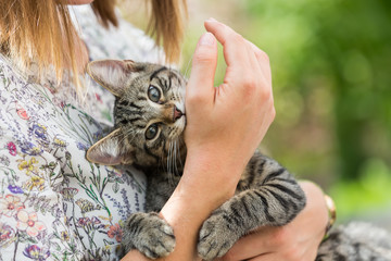 woman holds a kitten in the arms