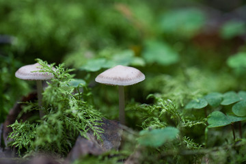 mushroom in nature