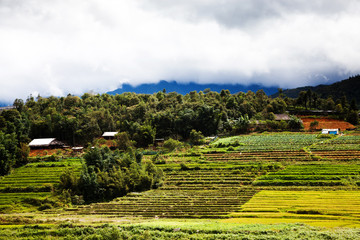 green paddy fields around Ma Tra village in the summer, Sa Pa, Vietnam