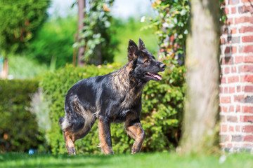 Old German Shepherd dog walks in the garden