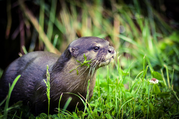 Otter closeup