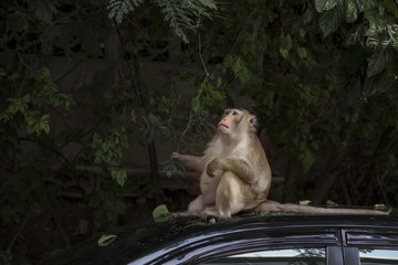 Monkey thinking and sitting on the roof of the car.