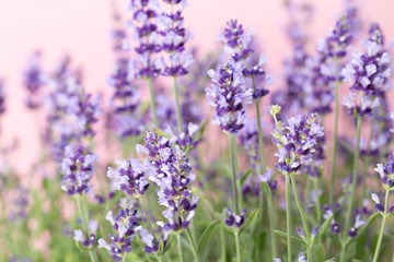 Obraz premium Lavender flowers.