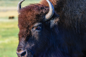 Closeup, portrait of an American Bison.