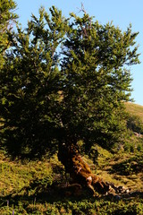 Fototapeta premium Flore de corse